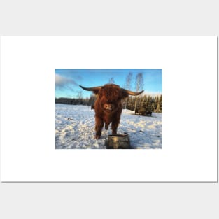 Scottish Highland Cattle Bull 1912 Posters and Art